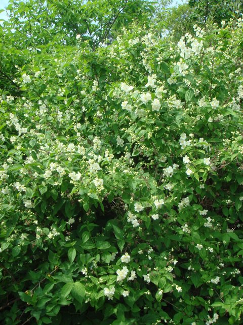 Philadelphus coronarius 'Aureus'